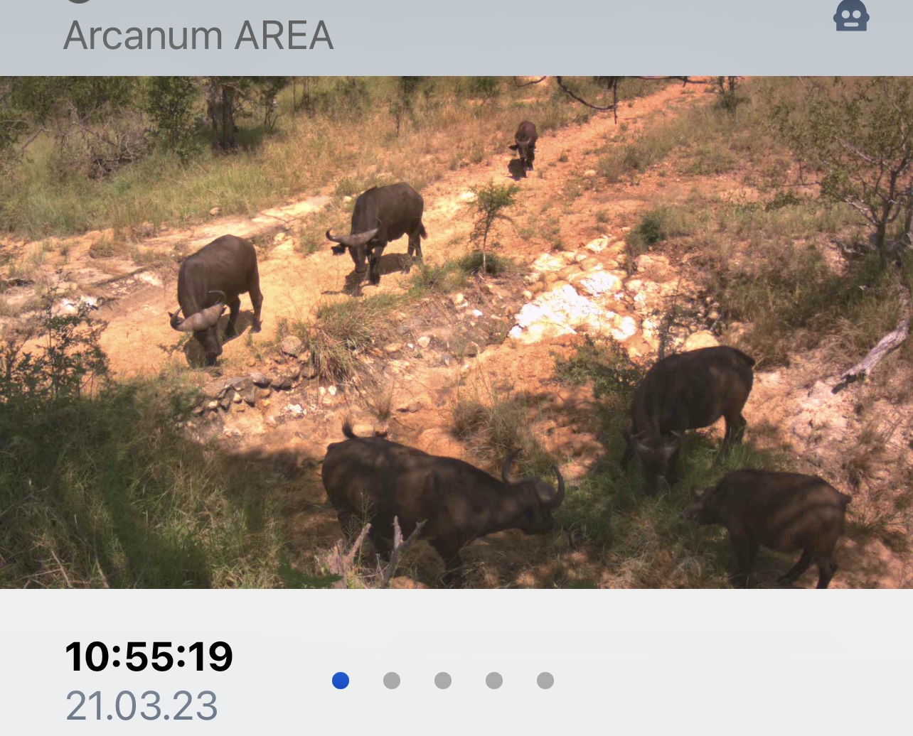 six buffalos in the wild, captured by rexoneyez